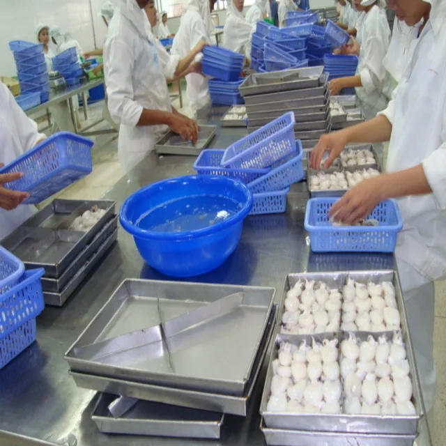 
FROZEN BABY CUTTLEFISH FROM VIET NAM 