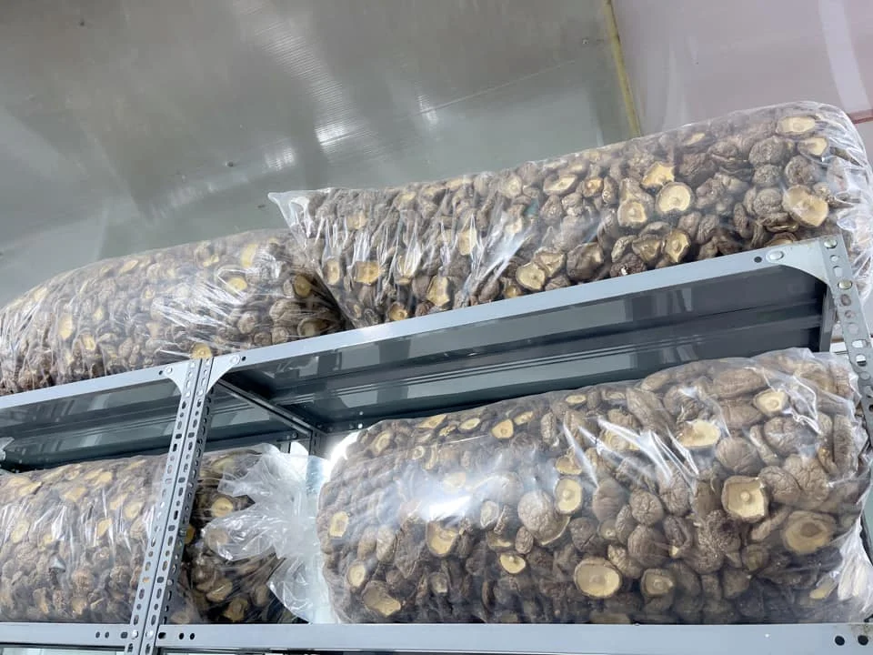 Dried Shiitake Mushroom Fungus Stem/ Wholesale Shiitake Mushroom from Vietnam with The Best Price Ms. Lily +84 906 927 736