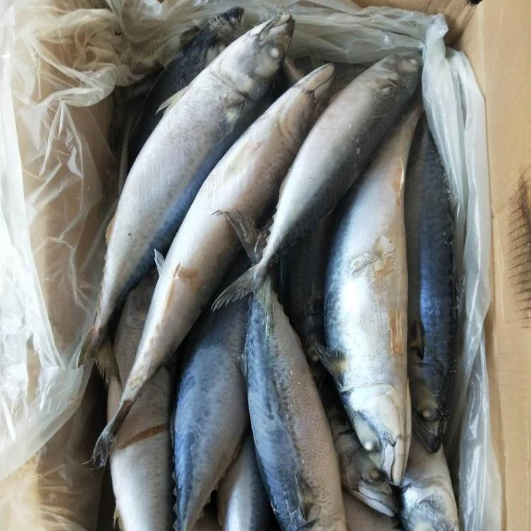 
Fresh Frozen Whole Round Pacific Fish Mackerel/Smoked Mackerel fish for sale in bulk 