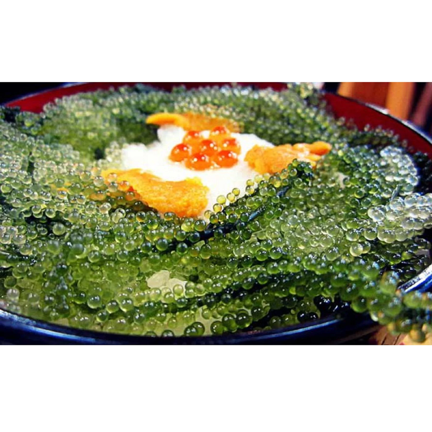 
VLUMI вьетнамский экспортер органический свежий морской виноград-Umibudo для сашими 