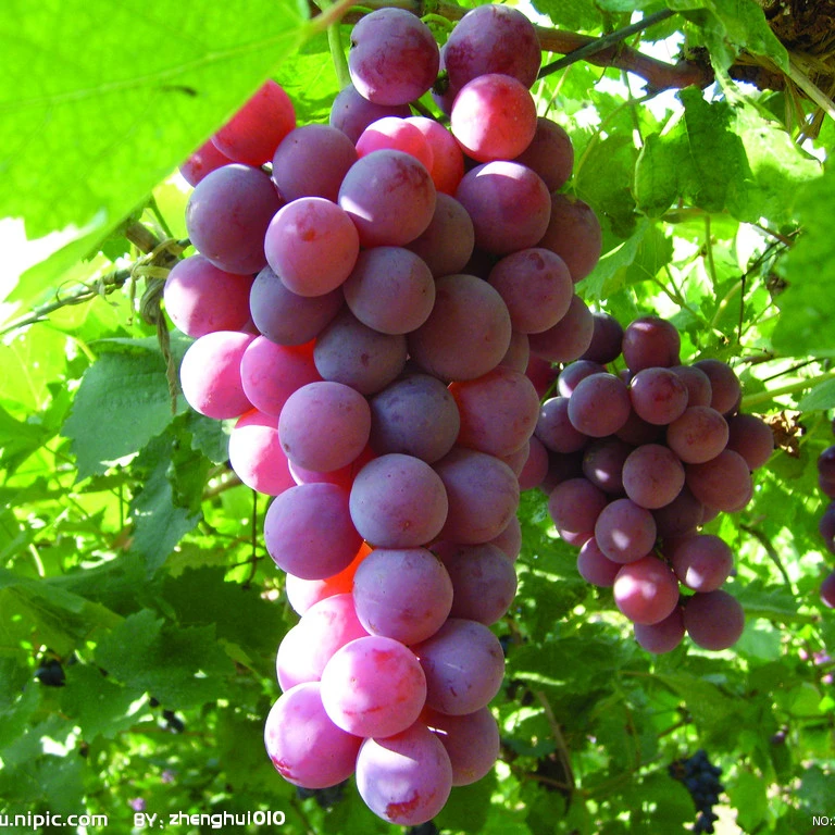 Top Quality Crimson Seedless Shine Muscat Black Grapes