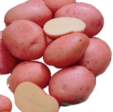 2021 New Season Professional Export Wholesale Organic Potato Kardinal From Bangladesh