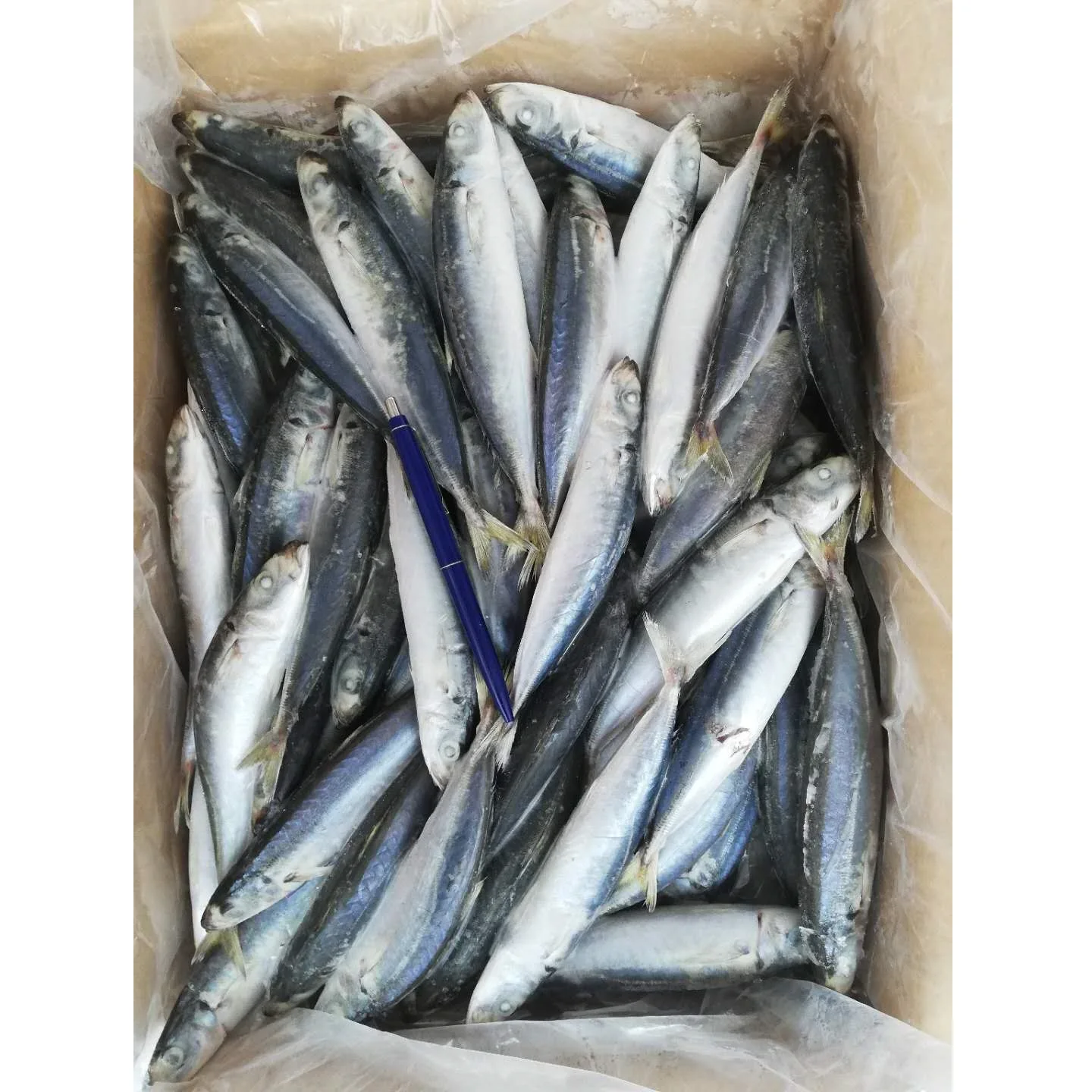 Frozen Layang scad - Decapterus macrosoma - High quality, reasonable price