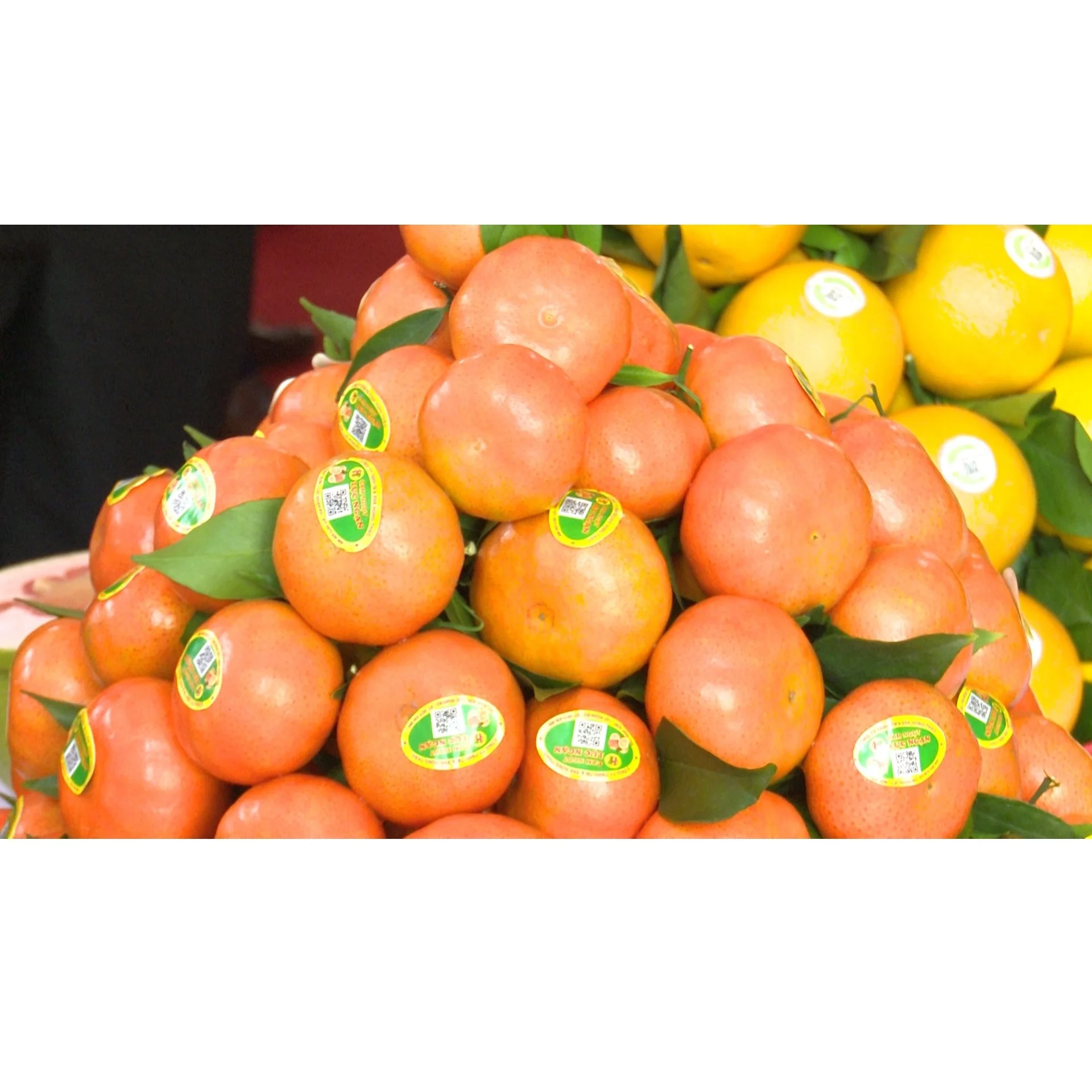  Высококачественный органический апельсин класса А с очень нежным приятным вкусом из Вьетнама