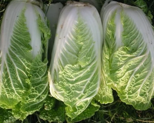 
Fresh Celery Cabbage 