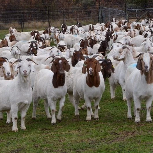 100% Pureblood Mature boer goat for sale