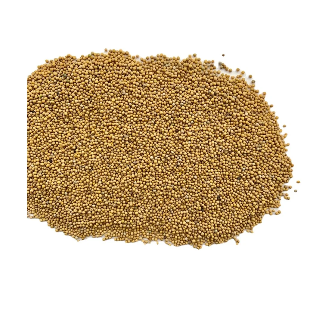 
Oil grains mustard seeds 
