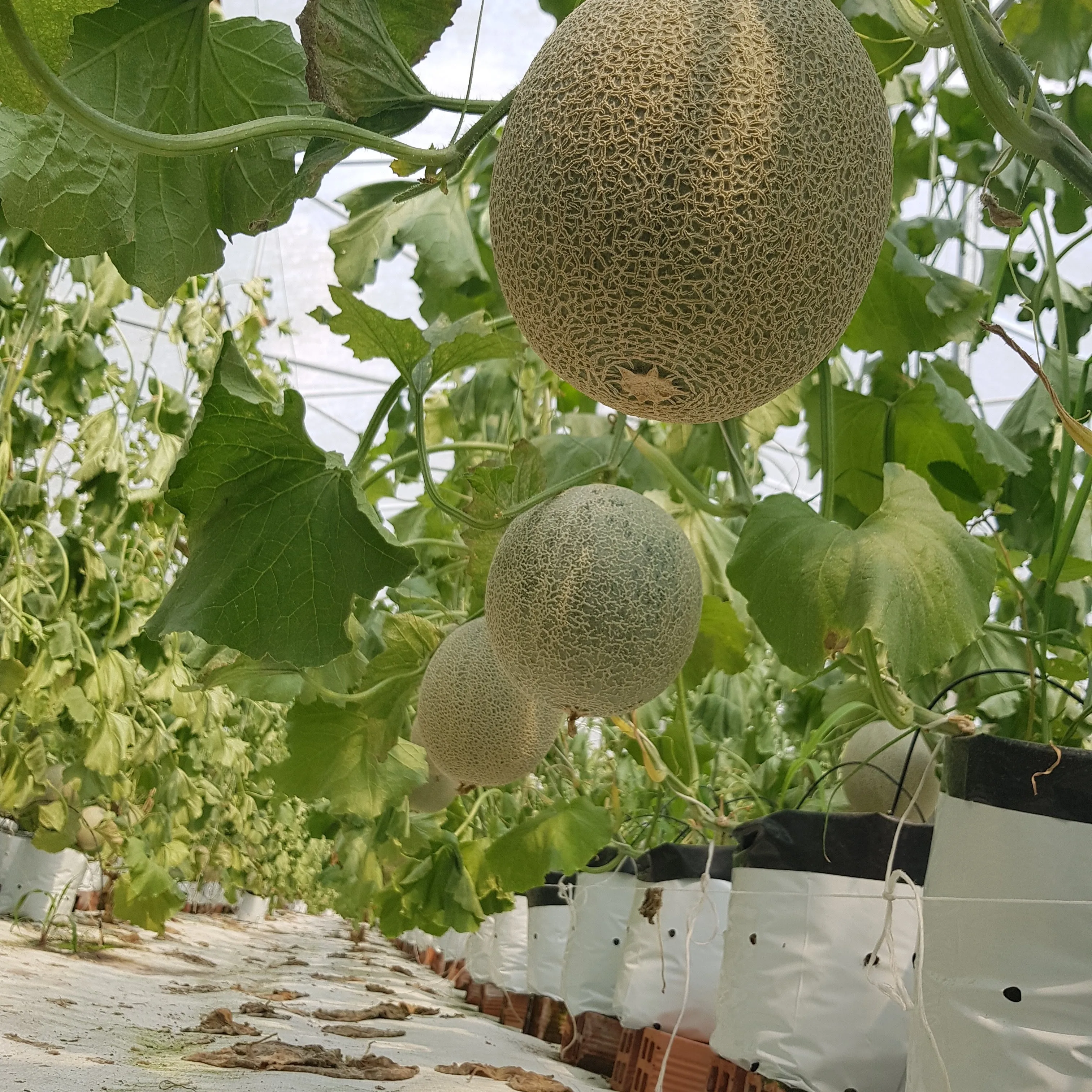 Cocopeat с открытым верхом чип Coco Coir органический низкий EC мытый от Tuff вьетнамский производитель