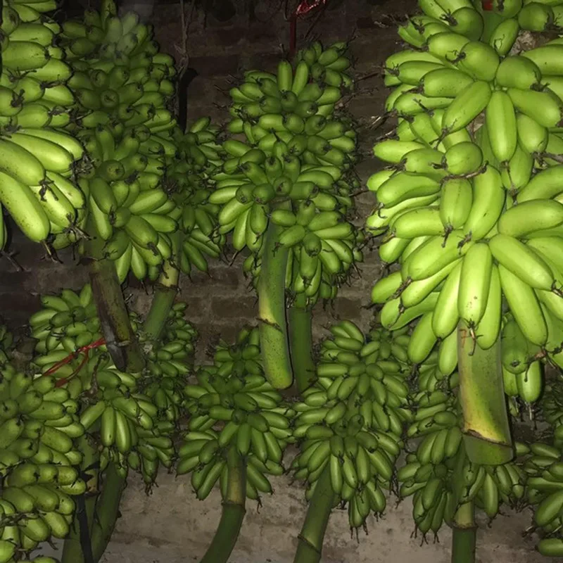Hot Sale - High Quality Fresh Cavendish Banana