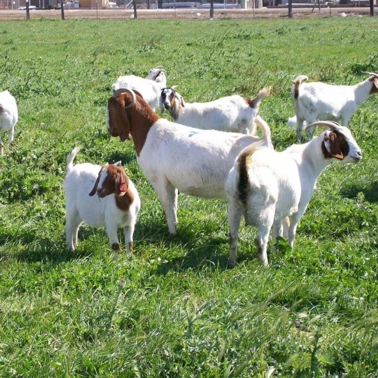 
Pure Breed Healthy Boer Goats for Sale 