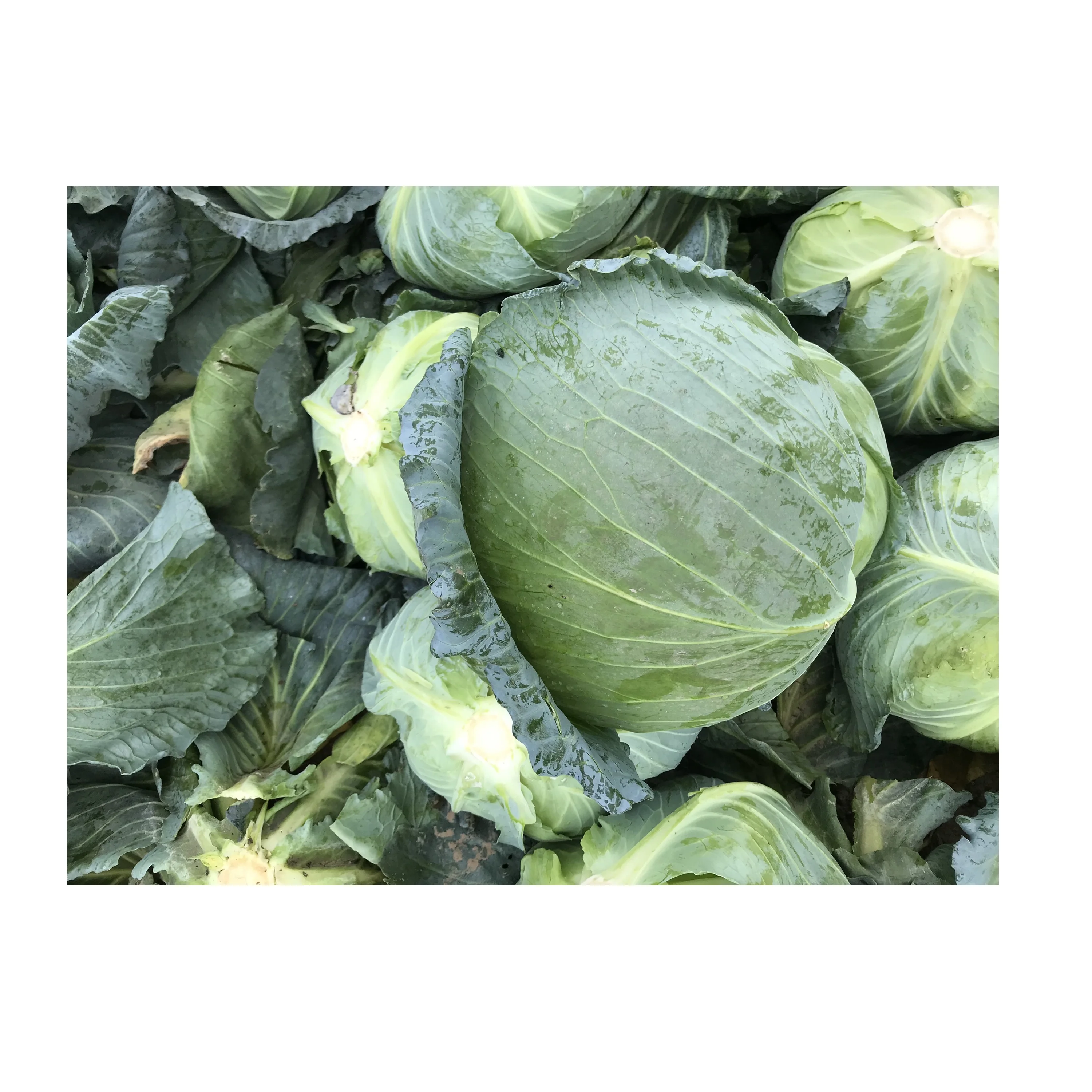 
Big Size Organic Premium Round Fresh Best Quality Cabbage Cheap Price From Vietnam Wholesaler 