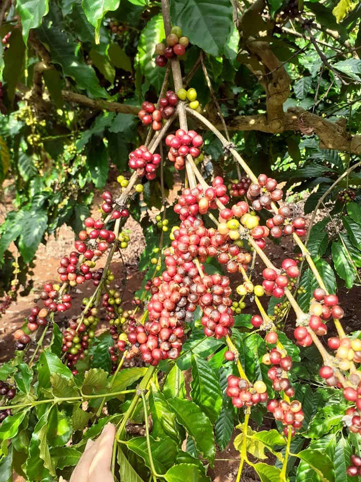 
Instant Coffee flavored instant coffee brands 3 in 1 Instant Coffee Classic style 