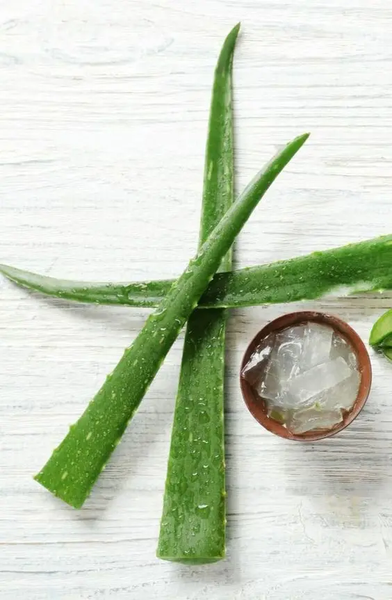 Горячий продукт нарезанный кубиками алоэ вера в сиропе для питья-алоэ кубик янтарь