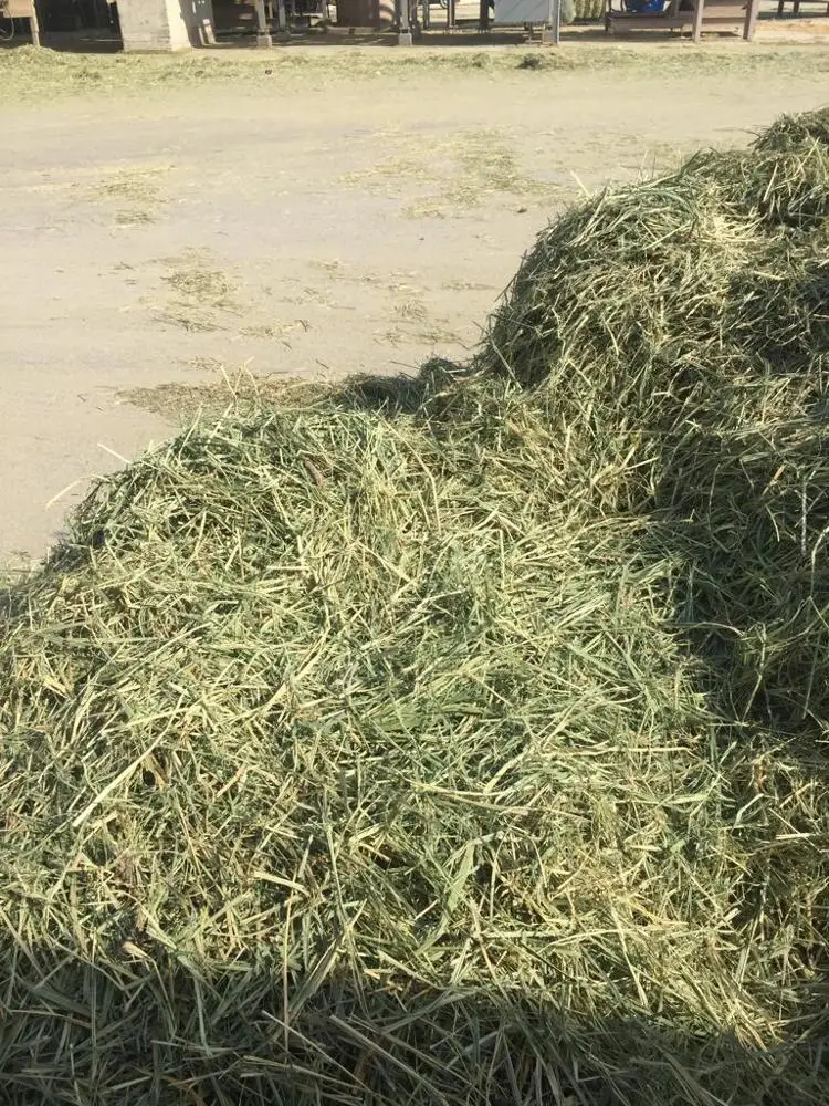 Guinea Grass Hay