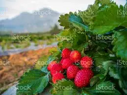 Fresh Strawberries Fruits