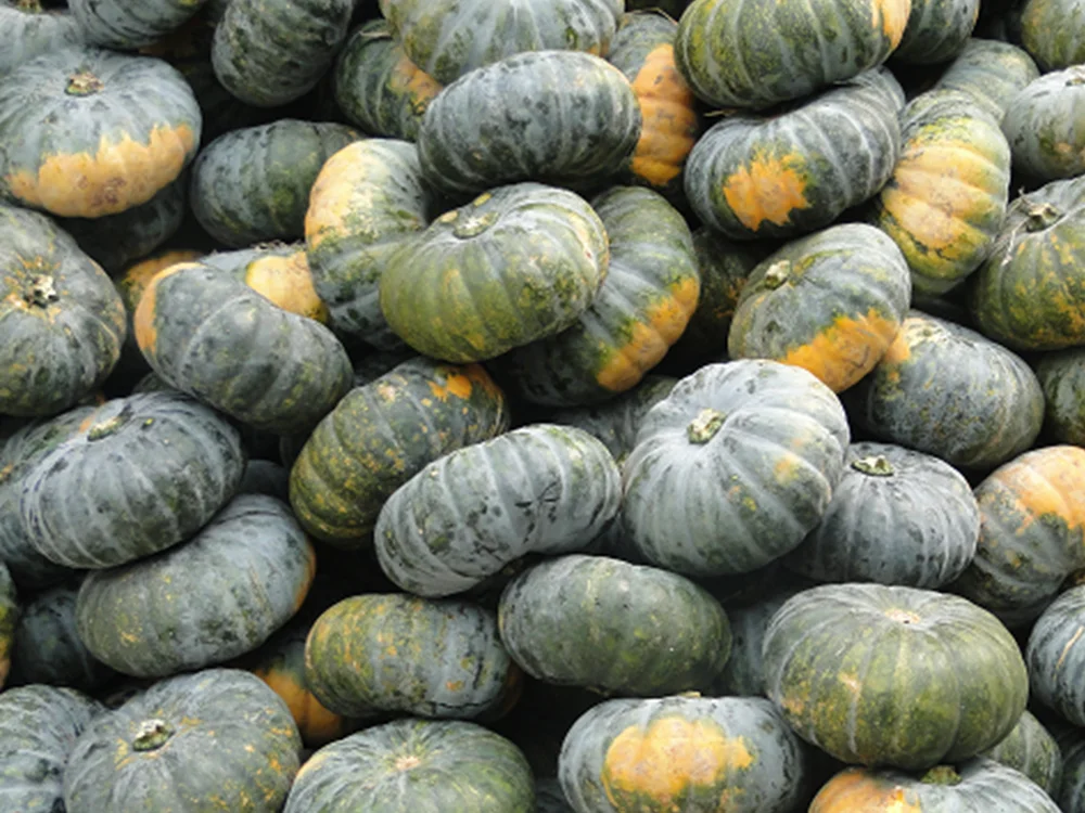 FRESH PUMPKIN HIGH QUALITY