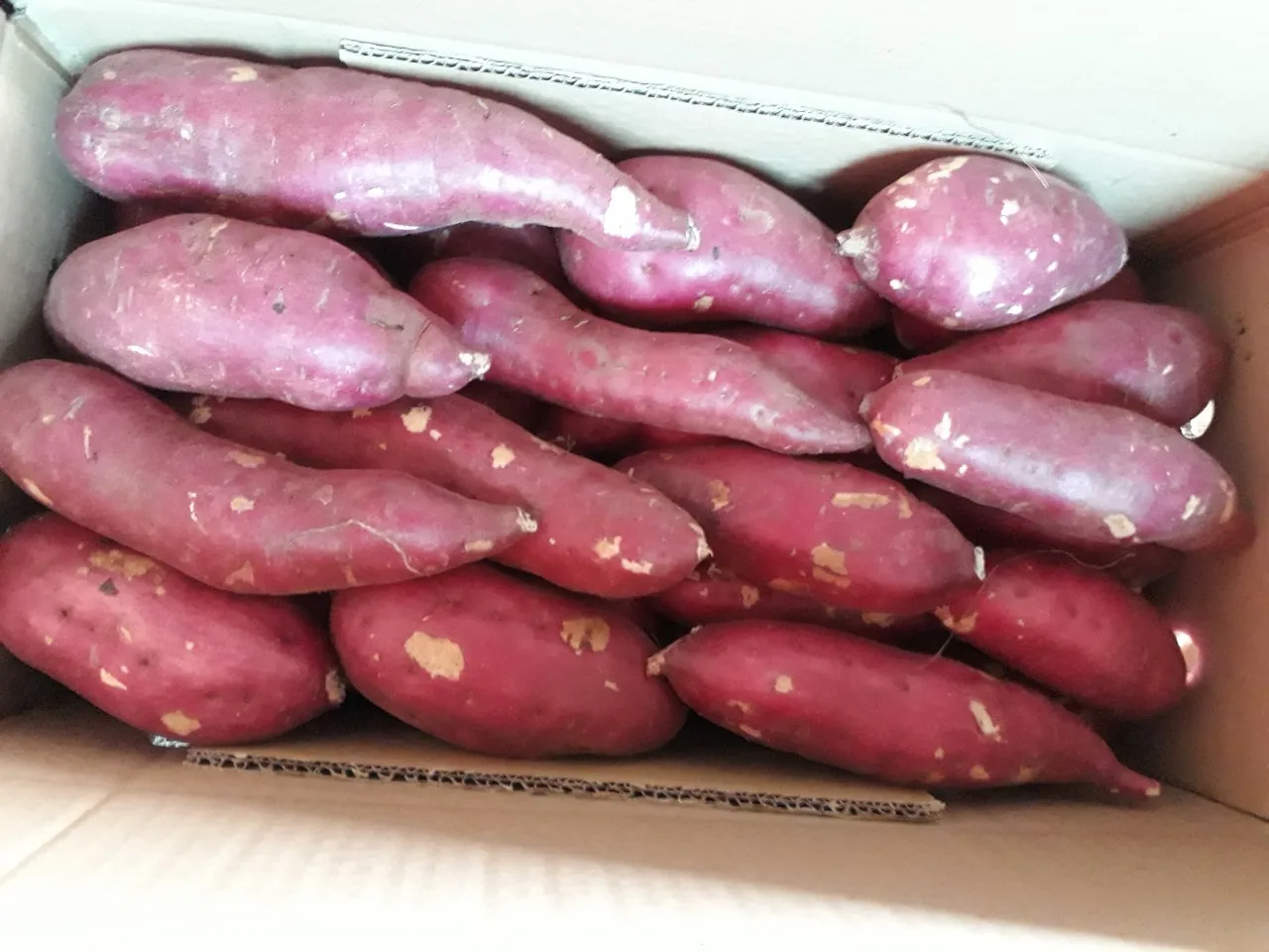 Свежий японский сладкий картофель yello высокого качества для продажи