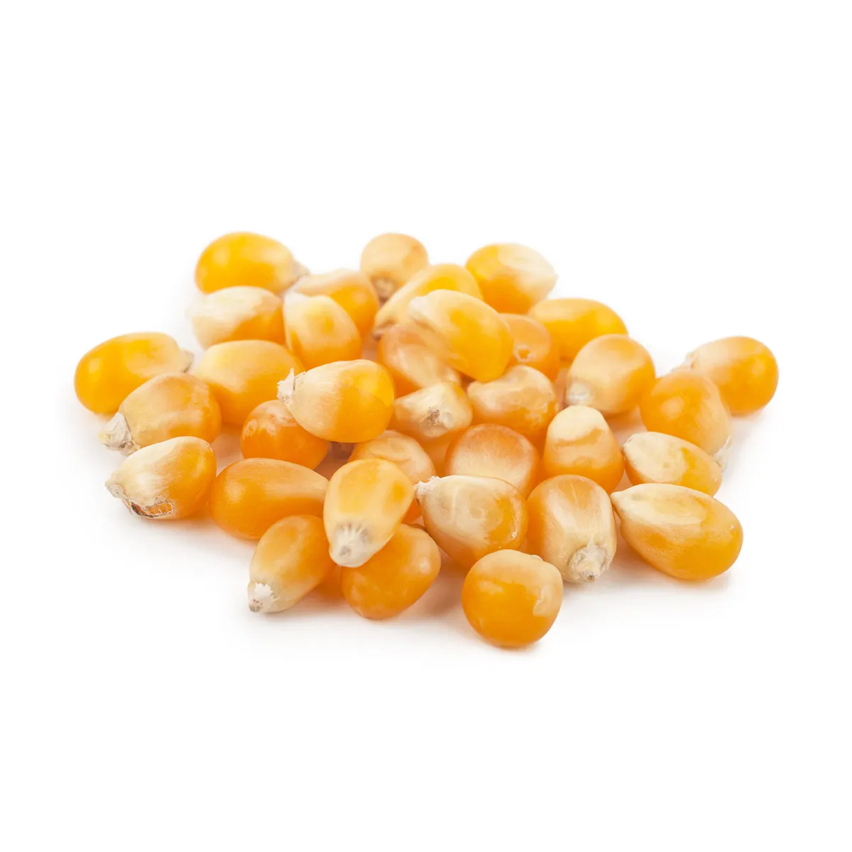 
Corn grain for farming fodder 