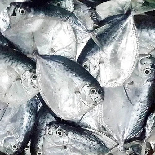 Vietnam Seafood Supplier Frozen Sea Frozen Moonfish Whole round