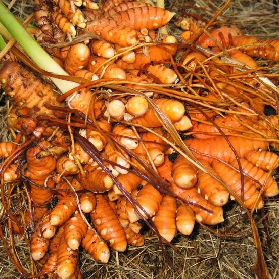 The most competitive price fresh tumeric in Viet Nam - Whatsapp: +84-845-639-639