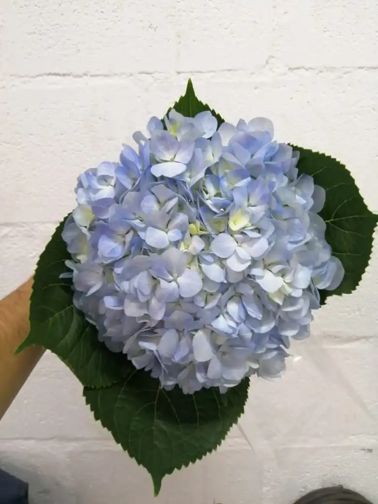 Real fresh cut Hydrangea premium quality JUMBO size (23/24) cm Blu colour fresh flowers decorative flowers