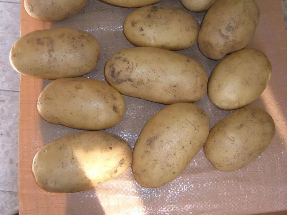 Сезон свежего картофеля 2022 для экспорта в Словению