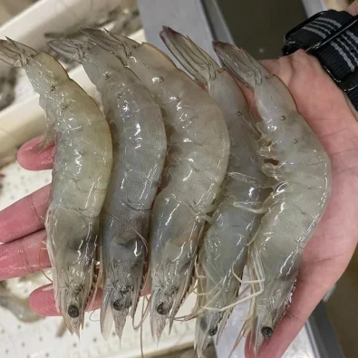 Shrimp Vannamei HOSO undivided with a head of 2 kg per pack