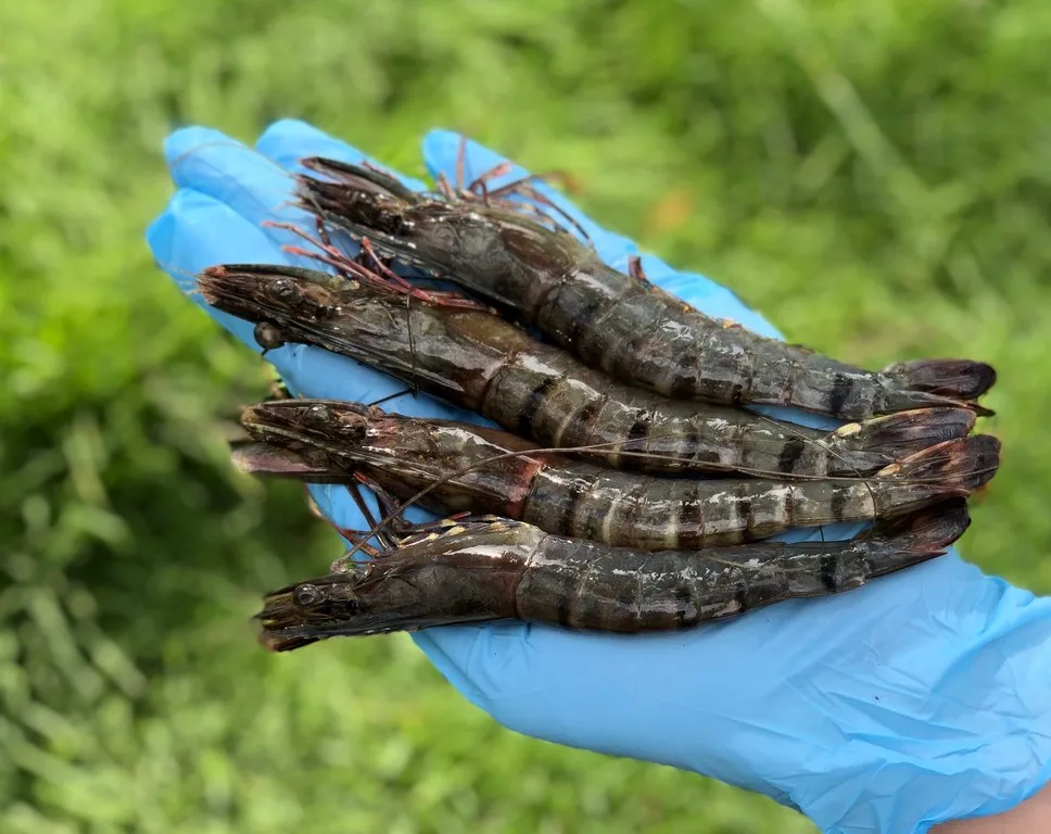 Wholesale Cooked HOSO Black Tiger Prawn Head On Shell On Fresh seafood made in Vietnam best for export