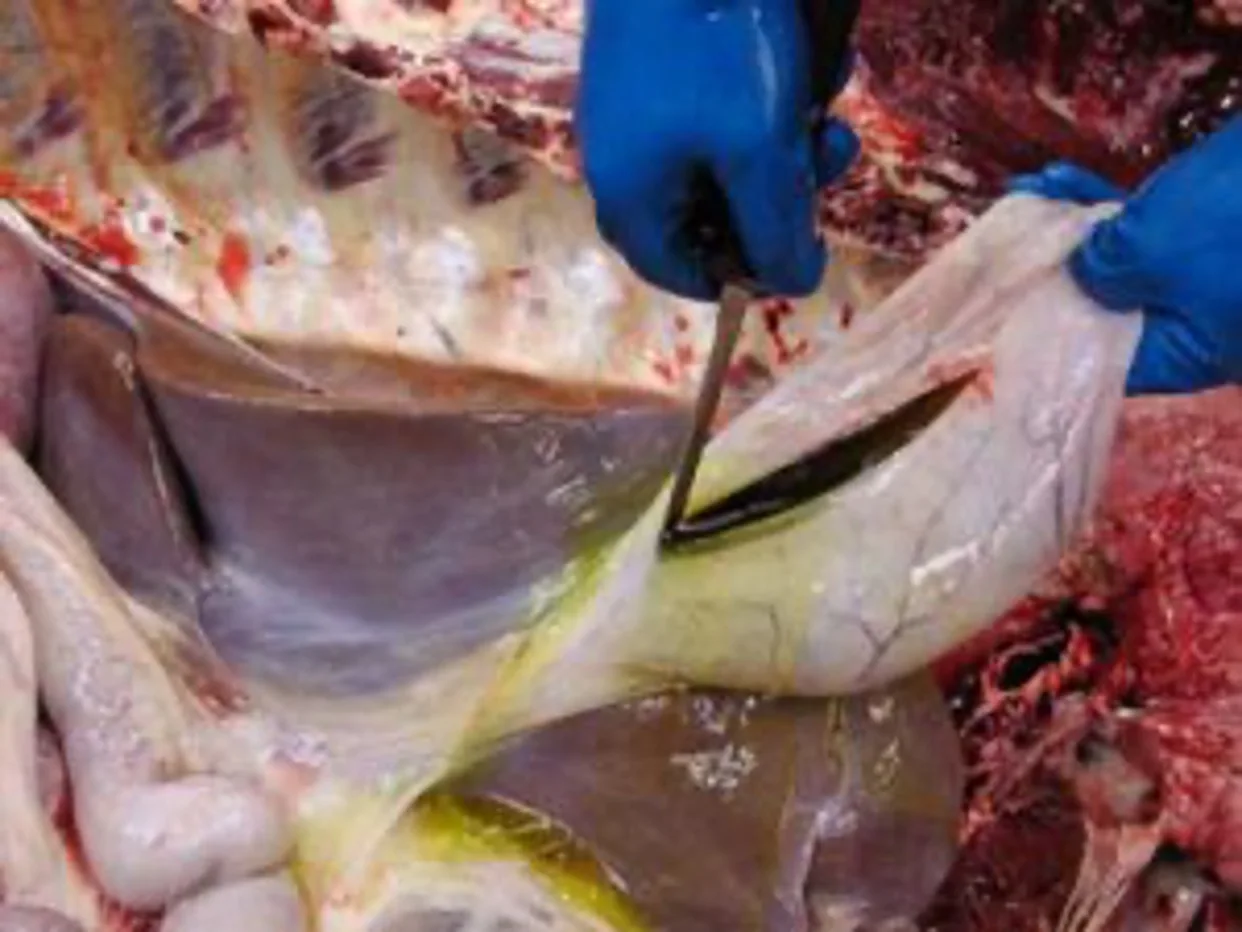 last GS description.jpg