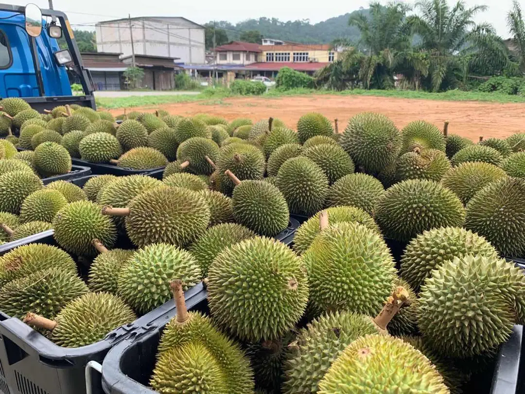 
Malaysia Top Selling 100% Fresh Durian D24 Fruit 