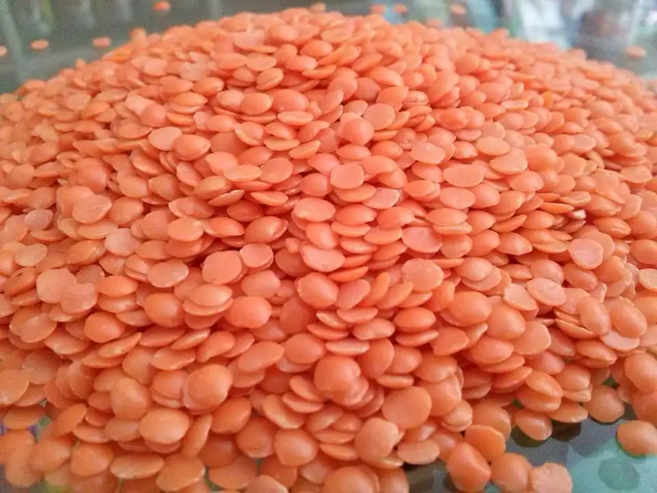 Органическая садовая разделенная красная линзовая (Masoor