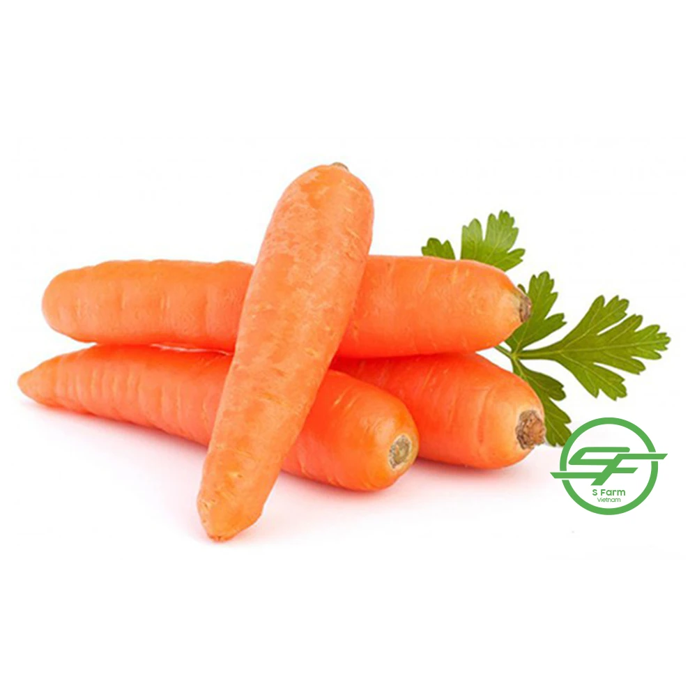 Top Quality Fresh 100% Organic Carrots In Wholesale Price
