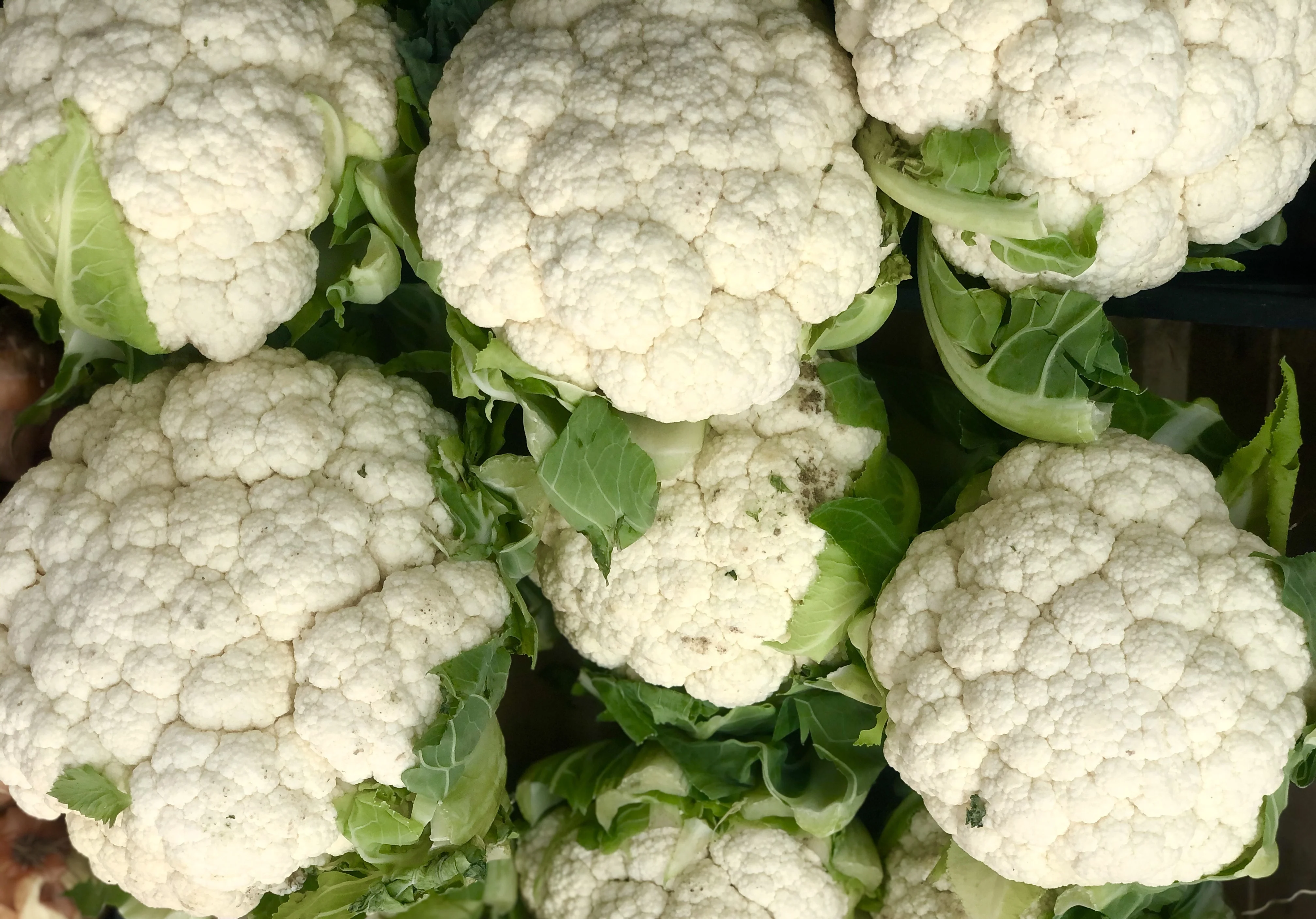 Fresh Cauliflower Common Wholesale Other Fresh Vegetables High Quality Fresh Vegetable Cauliflower
