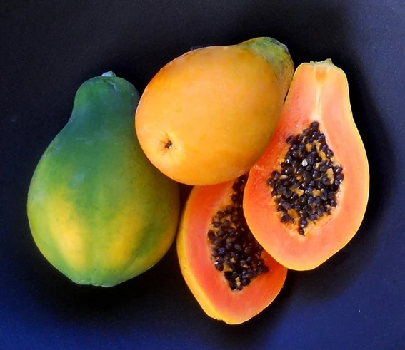  Fresh Papaya fruit from Vietnam for export with competive price and high quality avocado ready to shipping EU ASIA US