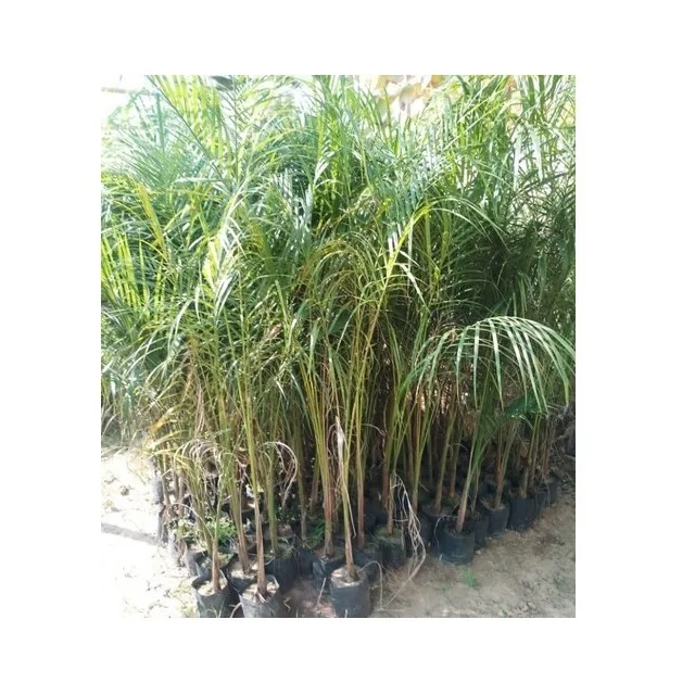 High Temperature Climate Temperature Red Barhi Dates Agri-Horti