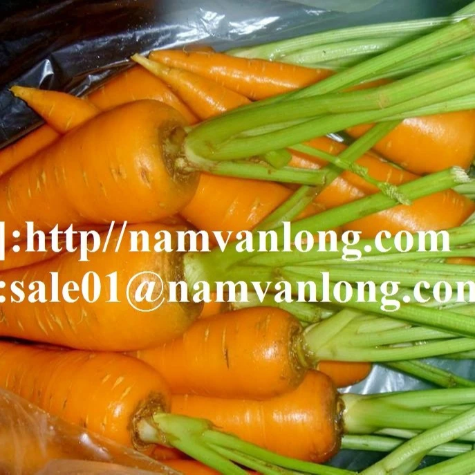 Лучшая цена с высококачественной свежей моркови из Вьетнама