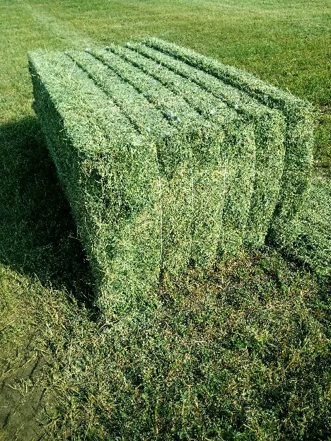 Гранулы/кубики Alfalfa для кормления животных свежий