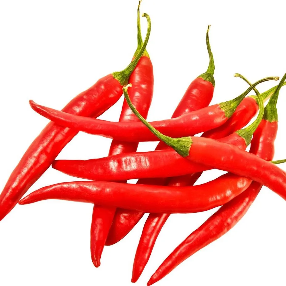 Best Quality Fresh Chili Hot Spicy Red Fresh Chili Pepper Cheap Price Vietnam Agri