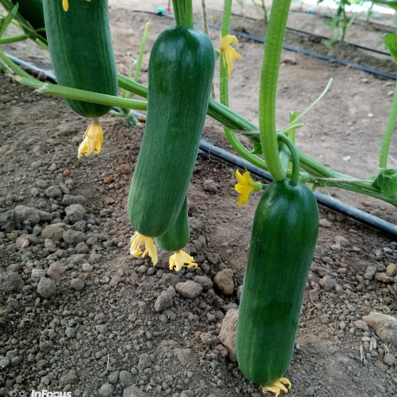 Product 100% Vegetables Green Fresh Cucumber For Sale Best Price From VietNam