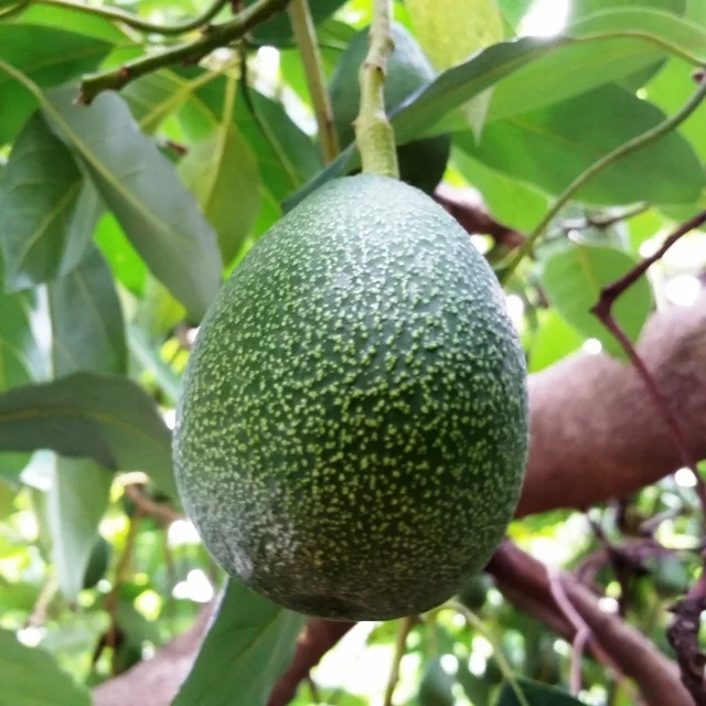 
Avocado Oil - Cold Pressed 