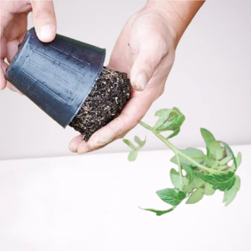 Hot sale durable PE soft nursery pots for outdoor planting