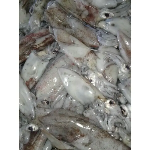 
Buy Loligo Squid 100% Guaranteed Best Quality Seafood Product  (1600199183779)