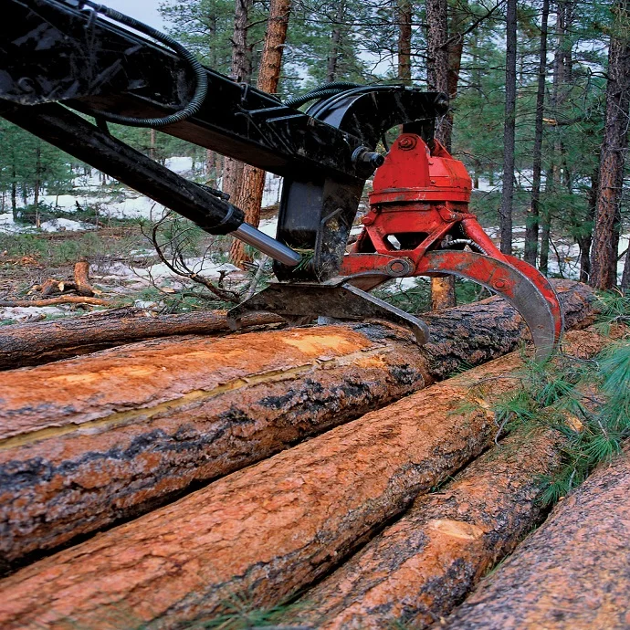 Beech Wood Logs and Lumber/Oak Wood Logs