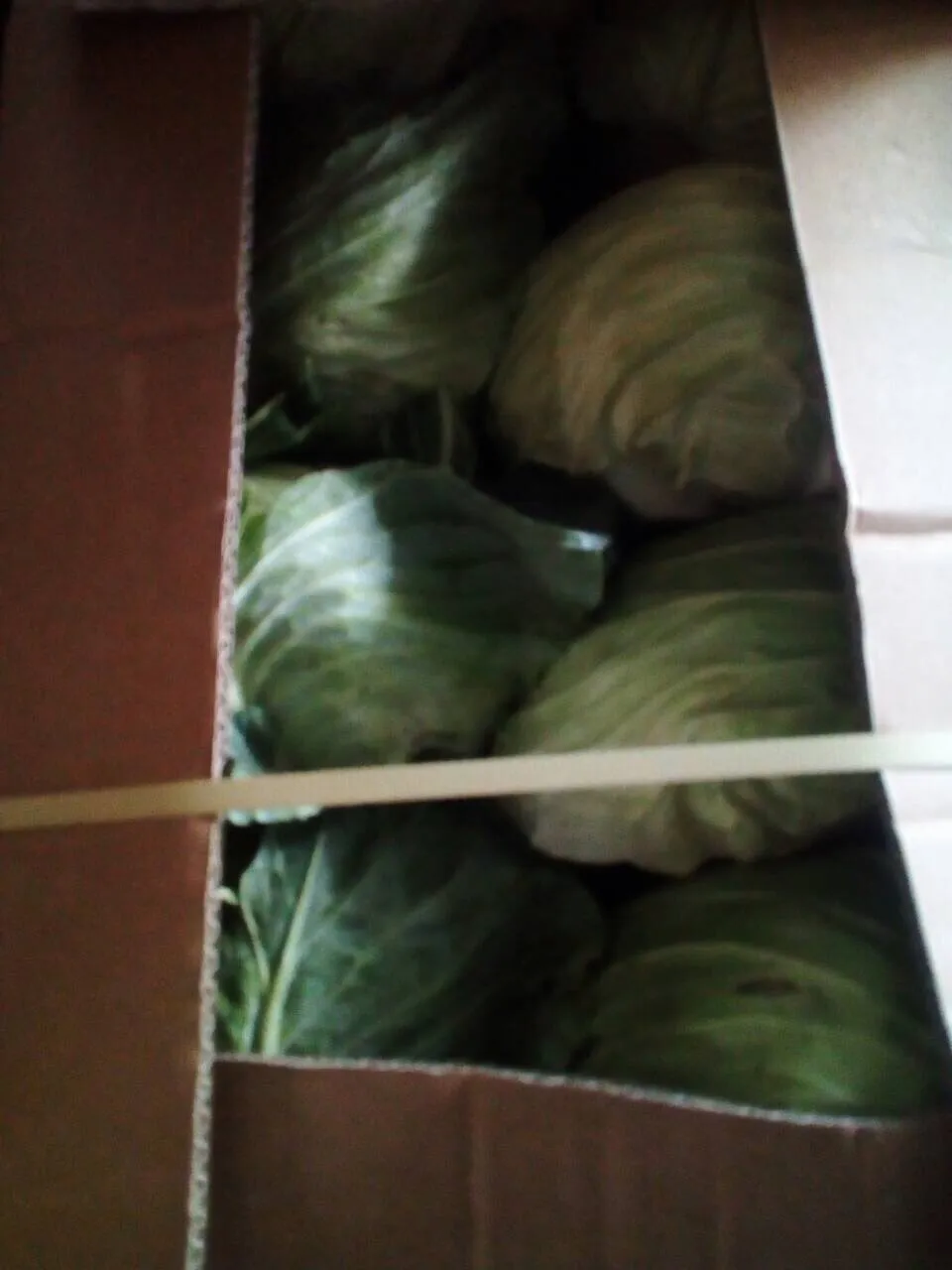 FRESH ROUND CABBAGES / VIETNAM CABBAGES/0084976115910