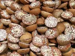 Дешевый экспорт betel nut/жасмин + 84 896679047