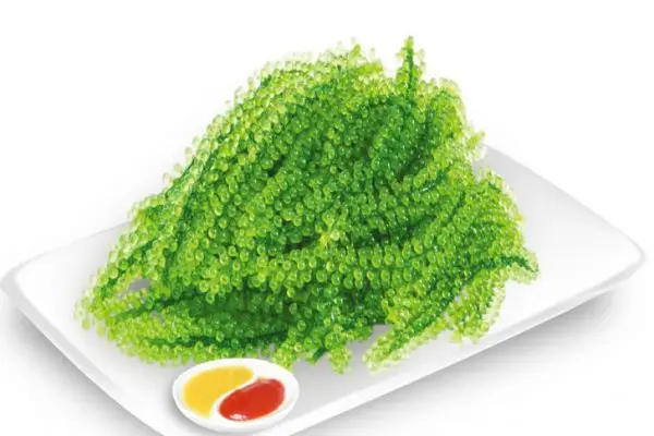  Лидер продаж морские чапсы/соленые водоросли/зеленая Икра мисс гризелда + 84 388 765 004 Whatsapp