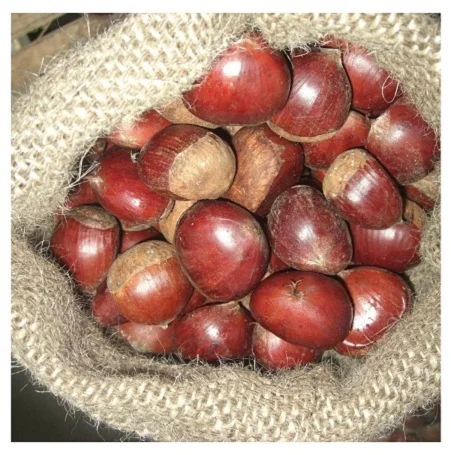 
Top Grade Chestnuts for export 