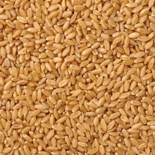 Whole Wheat For Processing Wheat Grains for Multi Purpose Available at Best Wholesale Rate