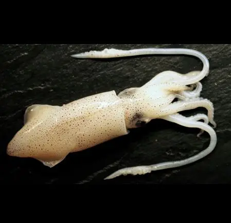 
Loligo Duvauceli (Whole round) 