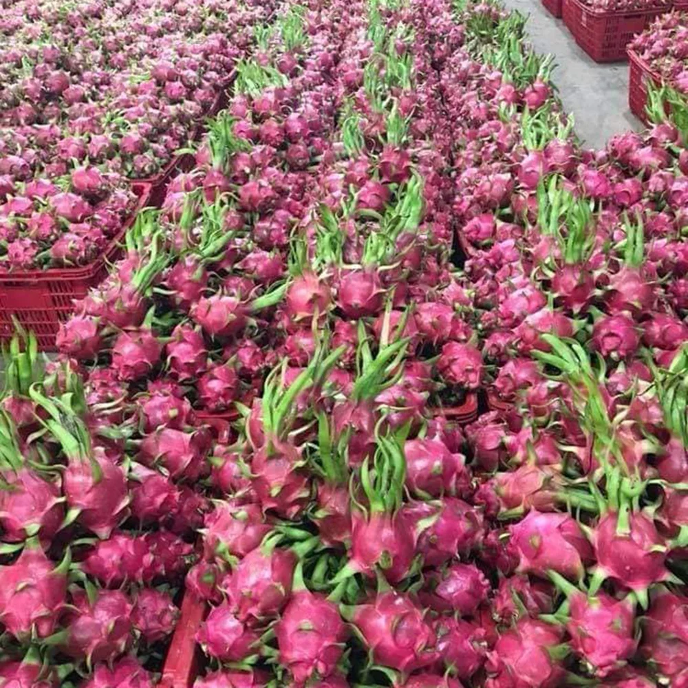 Фрукт красного дракона, красная плоть/Высокое качество для экспорта на рынок ЕС/США из Вьетнама (порт хошиминь)